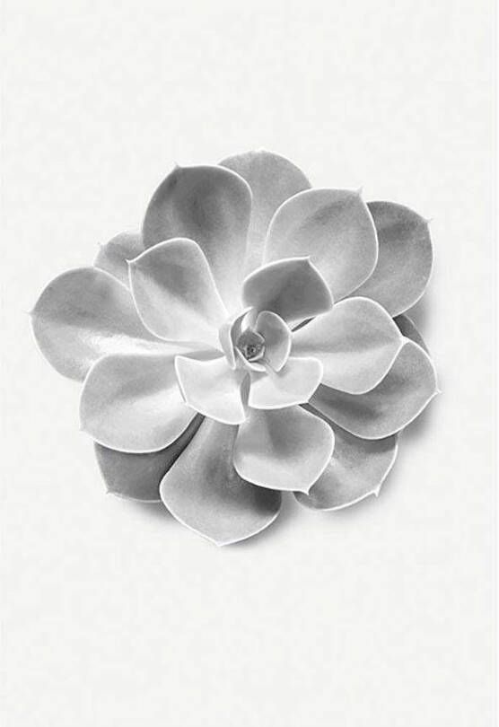 Komar Wanddecoratie Succulent Aeonium Wanddecoratie zonder lijst (1 stuk)