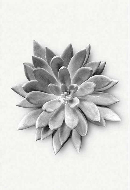 Komar Wanddecoratie Succulent agave Wanddecoratie zonder lijst (1 stuk)