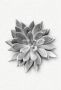 Komar Wanddecoratie Succulent agave Wanddecoratie zonder lijst (1 stuk) - Thumbnail 1