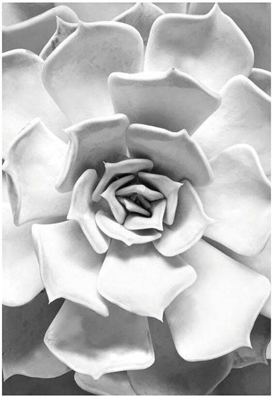 Komar Wanddecoratie Succulent Closeup Wanddecoratie zonder lijst (1 stuk)