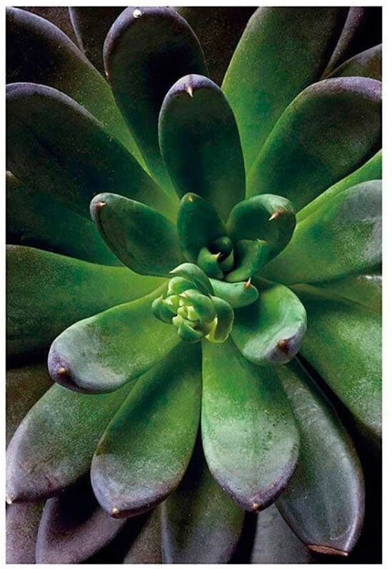 Komar Wanddecoratie Succulent single Wanddecoratie zonder lijst (1 stuk)