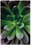 Komar Wanddecoratie Succulent single Wanddecoratie zonder lijst (1 stuk) - Thumbnail 1