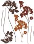 Komar Wandfolie Bloemen 50x70 cm (breedte x hoogte) zelfklevende wandtattoo - Thumbnail 1