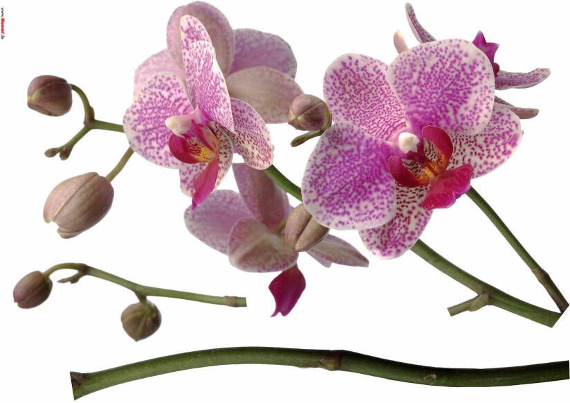 Komar Wandfolie Orchidee 100x70 cm (breedte x hoogte) zelfklevende wandfolie