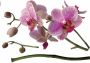 Komar Wandfolie Orchidee 100x70 cm (breedte x hoogte) zelfklevende wandfolie - Thumbnail 1