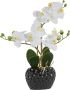 Leonique Kunstplant Orchidee Kunstorchidee in pot bestseller meer dan 2500 4 5-sterren beoordelingen (1 stuk) - Thumbnail 1