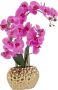 Leonique Kunstplant Orchidee Kunstorchidee in pot bestseller meer dan 2500 4 5-sterren beoordelingen (1 stuk) - Thumbnail 1