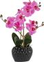 Leonique Kunstplant Orchidee Kunstorchidee in pot bestseller meer dan 2500 4 5-sterren beoordelingen (1 stuk) - Thumbnail 1