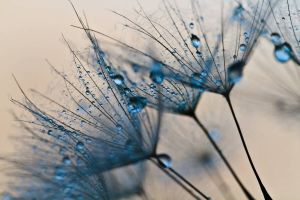 Papermoon Fotobehang Abstract Dandelions