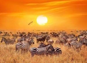 Papermoon Fotobehang African Antelopes and zebra s