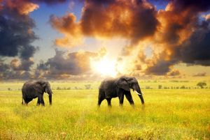 Papermoon Fotobehang African Elephants