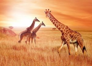 Papermoon Fotobehang African Giraffes
