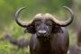 Papermoon Fotobehang Afrikaanse buffel Vliesbehang eersteklas digitale print - Thumbnail 2