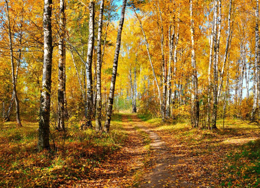 Papermoon Fotobehang Autumn Forest