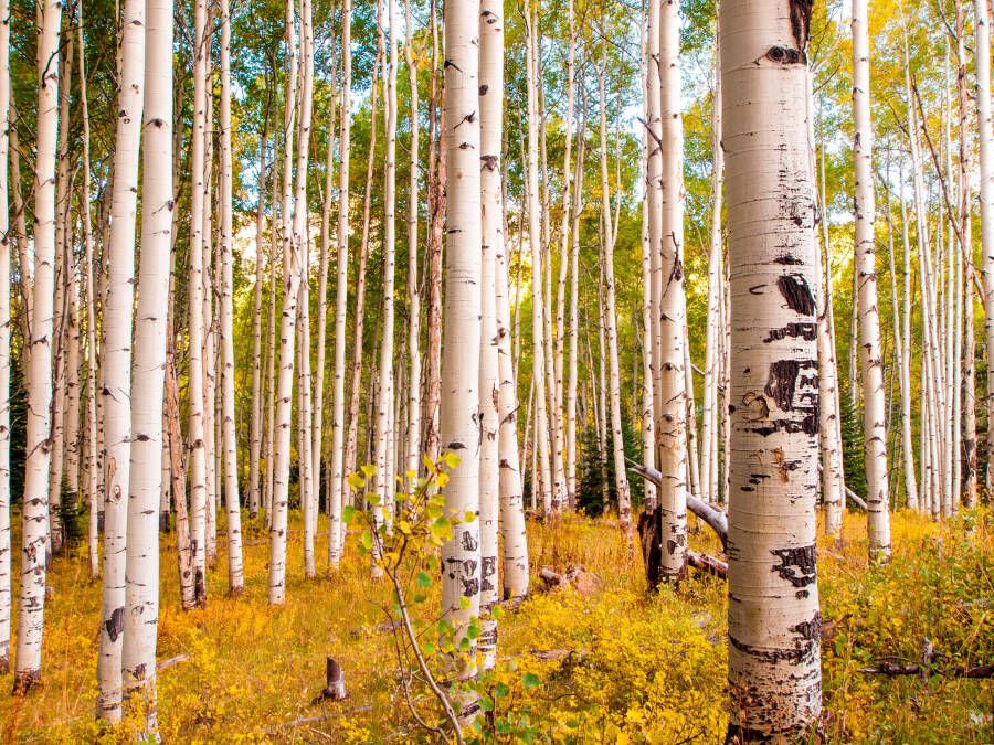 Papermoon Fotobehang Birches in Colorado Rocky Mountains