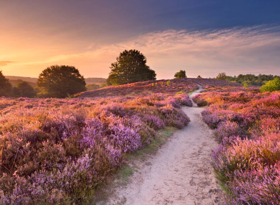 Papermoon Fotobehang Blooming Heather at Sunrise