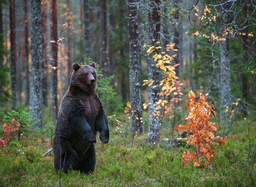 Papermoon Fotobehang Brown Bear in Autumn forest