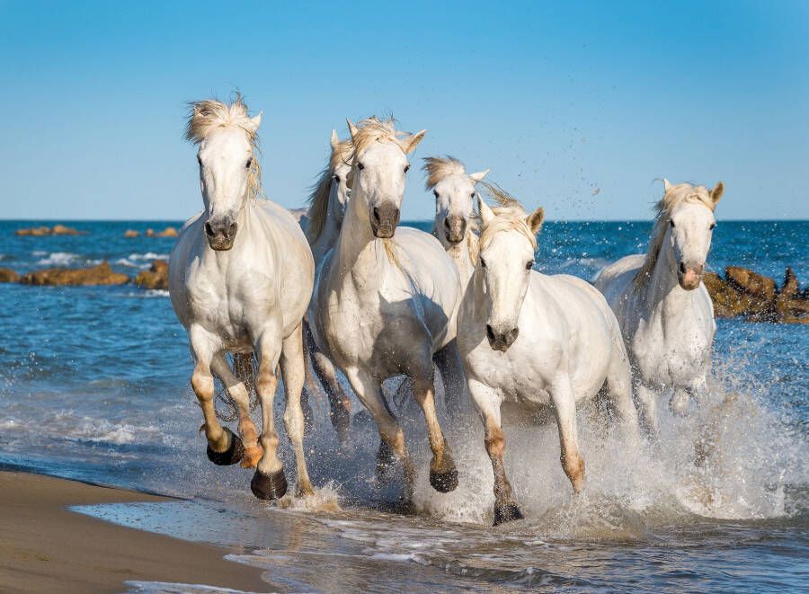 Papermoon Fotobehang Camargue Horses