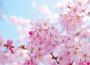 Papermoon Fotobehang Cherry blossom - Thumbnail 1