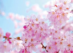 Papermoon Fotobehang Cherry blossom