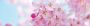 Papermoon Fotobehang Cherry Blossom panorama Vlies 2 banen 350 x 100 cm (2-delig) - Thumbnail 2