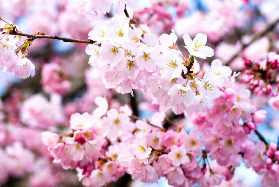 Papermoon Fotobehang Cherry Blossoms