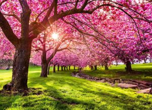 Papermoon Fotobehang Cherry Tree Blossom
