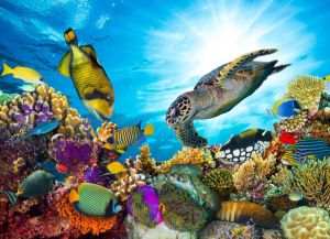 Papermoon Fotobehang Coral Reef Fiji