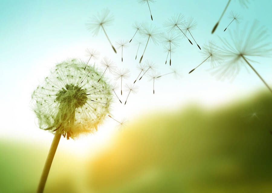 Papermoon Fotobehang Dandelion in the wind