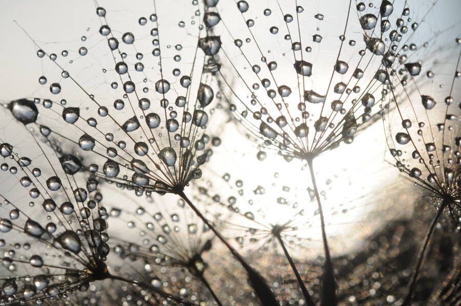 Papermoon Fotobehang Dandelion Seeds drops