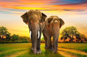 Papermoon Fotobehang Elephants Family