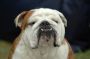 Papermoon Fotobehang Engelse bulldoggen Vliesbehang eersteklas digitale print - Thumbnail 1