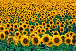 Papermoon Fotobehang Field of Sunflowers
