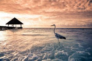 Papermoon Fotobehang Flamingo tropical beach Vliesbehang eersteklas digitale print