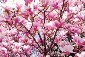 Papermoon Fotobehang Fleurige magnolia Vliesbehang eersteklas digitale print
