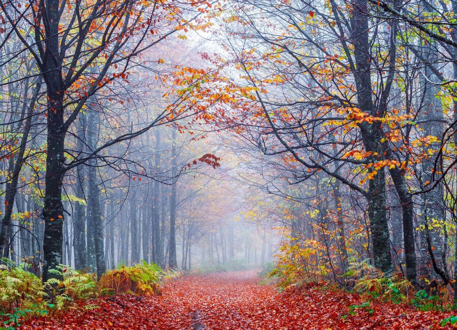 Papermoon Fotobehang Foggy Autumn forest Road