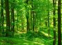Papermoon Fotobehang Forest In scheerlijn - Thumbnail 1