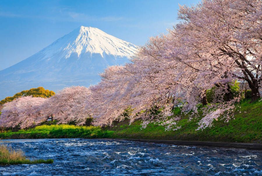 Papermoon Fotobehang Fuji and Sakura