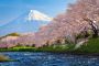 Papermoon Fotobehang Fuji and Sakura - Thumbnail 1
