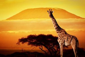Papermoon Fotobehang Giraf van Kilimanjaro Vliesbehang eersteklas digitale print
