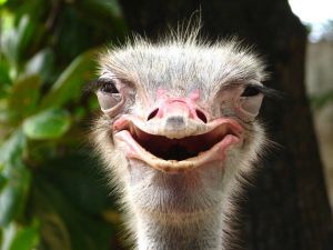 Papermoon Fotobehang Glimlachende struisvogel fluwelig vliesbehang eersteklas digitale print