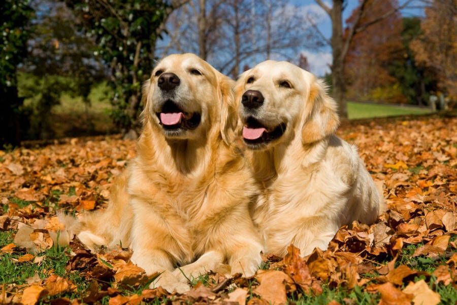 Papermoon Fotobehang Golden Retriever Vliesbehang eersteklas digitale print