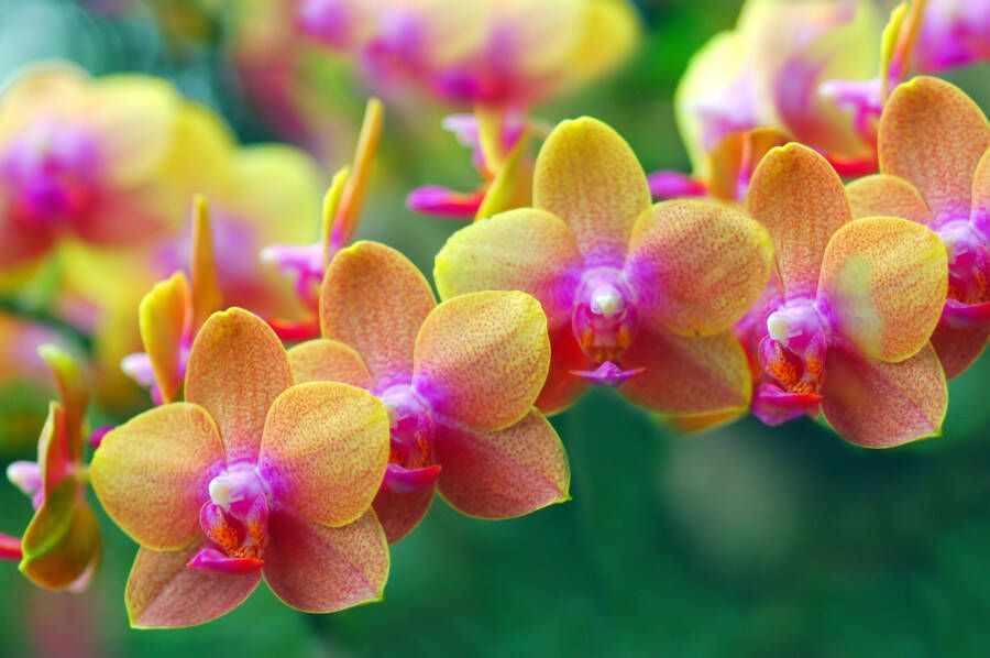 Papermoon Fotobehang Gouden Orchids