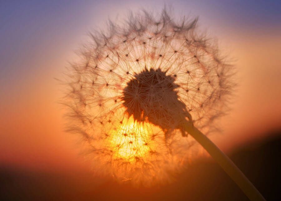 Papermoon Fotobehang Gouden Sunset Dandelion