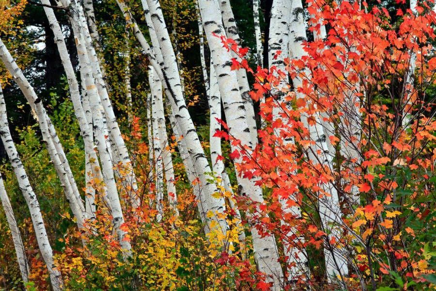 Papermoon Fotobehang Herfst berkenbos Vliesbehang eersteklas digitale print