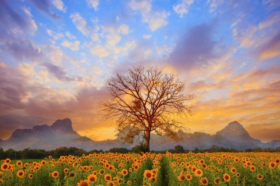 Papermoon Fotobehang Landschap met zonnebloemen Vliesbehang eersteklas digitale print