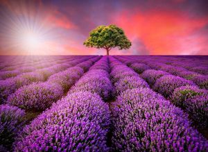 Papermoon Fotobehang Lavendel Field in Sunburst