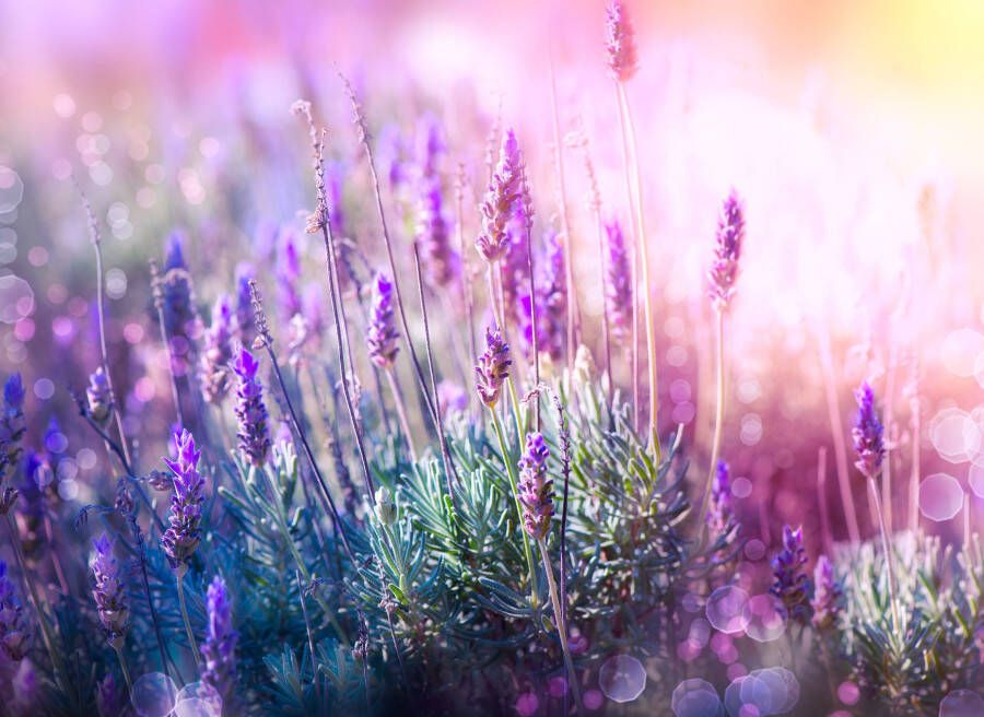 Papermoon Fotobehang Lavender Field