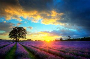 Papermoon Fotobehang Lavender Fields