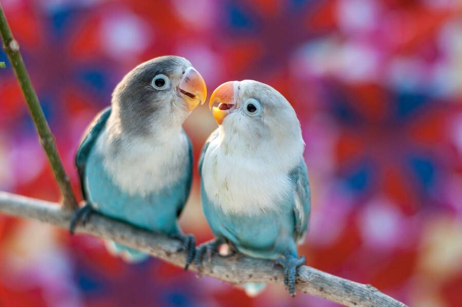 Papermoon Fotobehang Love Birds